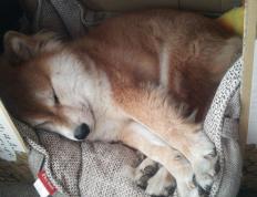 世俱杯2025-速度与激情交织的体育盛宴，F1新赛季揭幕战引爆全球，快船加时鏖战力克雄鹿