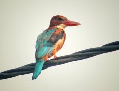 世俱杯2025-大师的节拍，莱万如何将国家德比之夜谱成个人交响乐