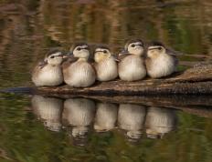 世俱杯2025-暗夜破晓与巅峰独舞，当苏格兰撕碎悲情，内马尔踏上救赎之路