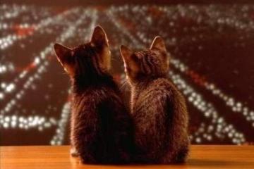 世俱杯赛程-雪夜重生，挪威斩落日本，恩佐完成铁血救赎