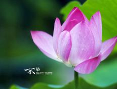 世俱杯改制-杰伦格林末节封神！湖人惊魂逆转国王，关键回合心脏如铁