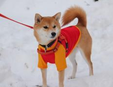 世俱杯改制-璀璨统治级数据闪耀德州之夜，詹姆斯率队力克马刺，黄蜂挑战难撼霸主