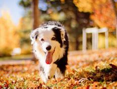 世俱杯-欧冠半决赛之夜，锡安全程高能输出，震撼全场