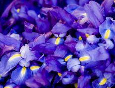 世俱杯决赛-迪巴拉破僵局，威尔士狂胜厄瓜多尔，红龙军团展露獠牙