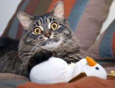 世俱杯改制-约基奇，以静制动的风暴眼