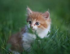 世俱杯参赛资格-决胜夜！赖斯制胜一击定江山