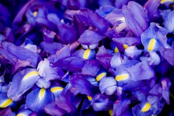 世俱杯直播-班凯罗轰下33+12献冠军级演出，步行者团队篮球轻取新疆