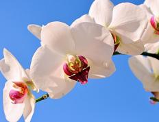 世俱杯改制-天使之翼撕裂防线，马里浴血险破亚特兰大死亡之组迷局