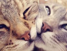 世俱杯决赛-撕裂苍穹，李刚仁与他的寂静革命