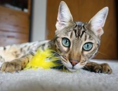 世俱杯分组-皮克献策，拜仁战术压制皇马，关键先生的幕后智慧