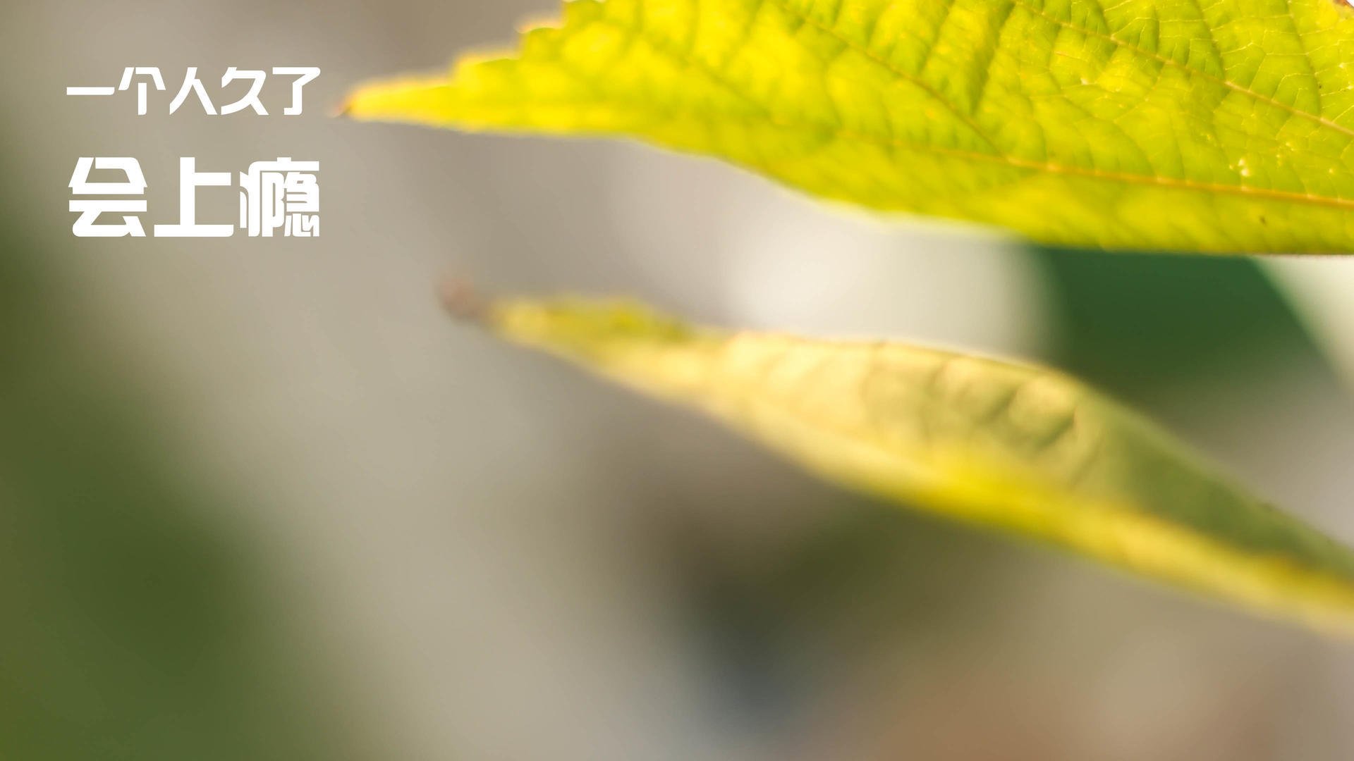 世俱杯分组-锡安统治攻防,鹈鹕轻取活塞完成横扫