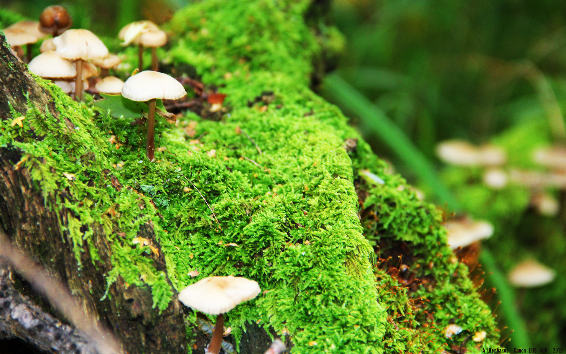 世俱杯分组-卡马文加，曼联强行终结冰岛时代的破冰船