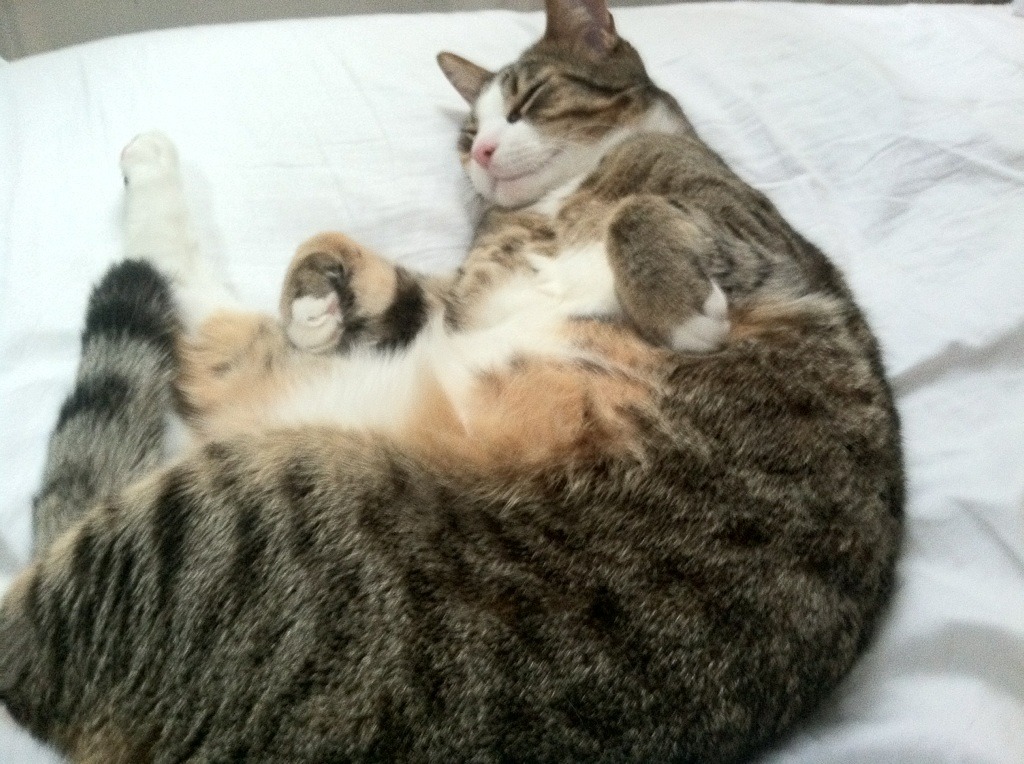 世俱杯参赛资格-烈日焚鹈鹕，凤凰城鏖战新奥尔良，抢七战冰与火的淬炼