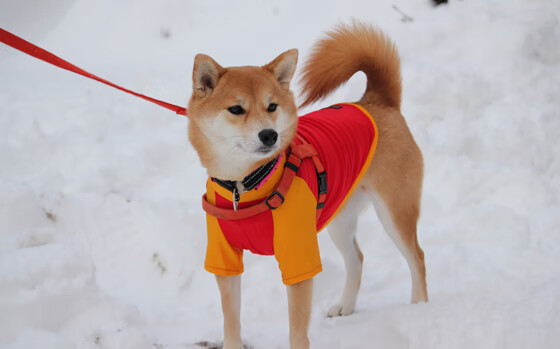 世俱杯改制-璀璨统治级数据闪耀德州之夜,詹姆斯率队力克马刺,黄蜂挑战难撼霸主