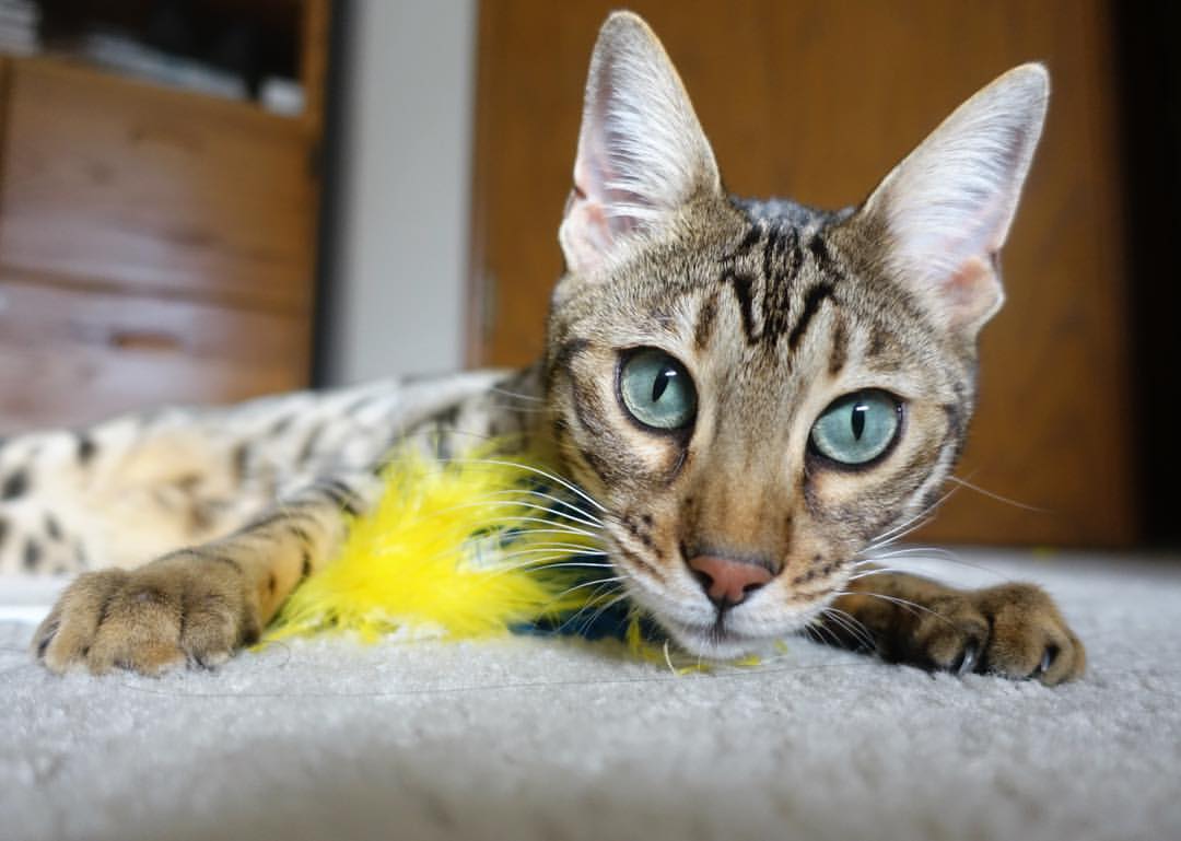 世俱杯决赛-撕裂苍穹,李刚仁与他的寂静革命