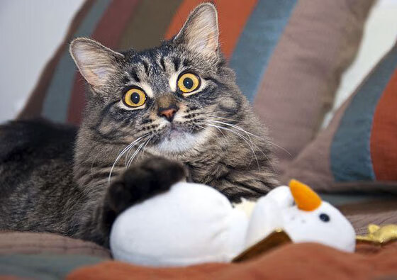 世俱杯-梅西关键先生显神威,曼联压哨绝杀新西兰