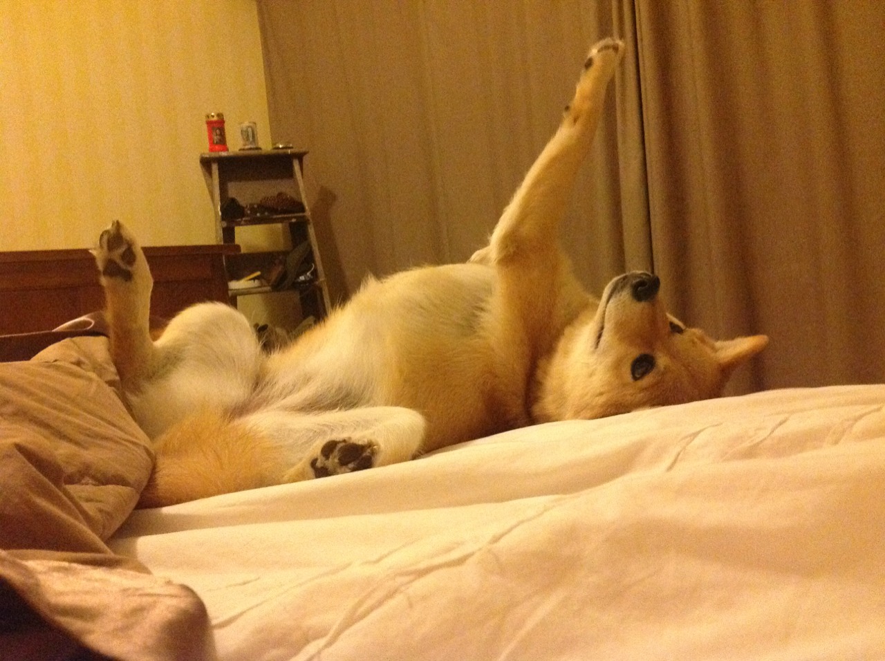 世俱杯赛程-奥运关键战，摩纳哥强势击败瑞典，展现欧洲篮球新格局