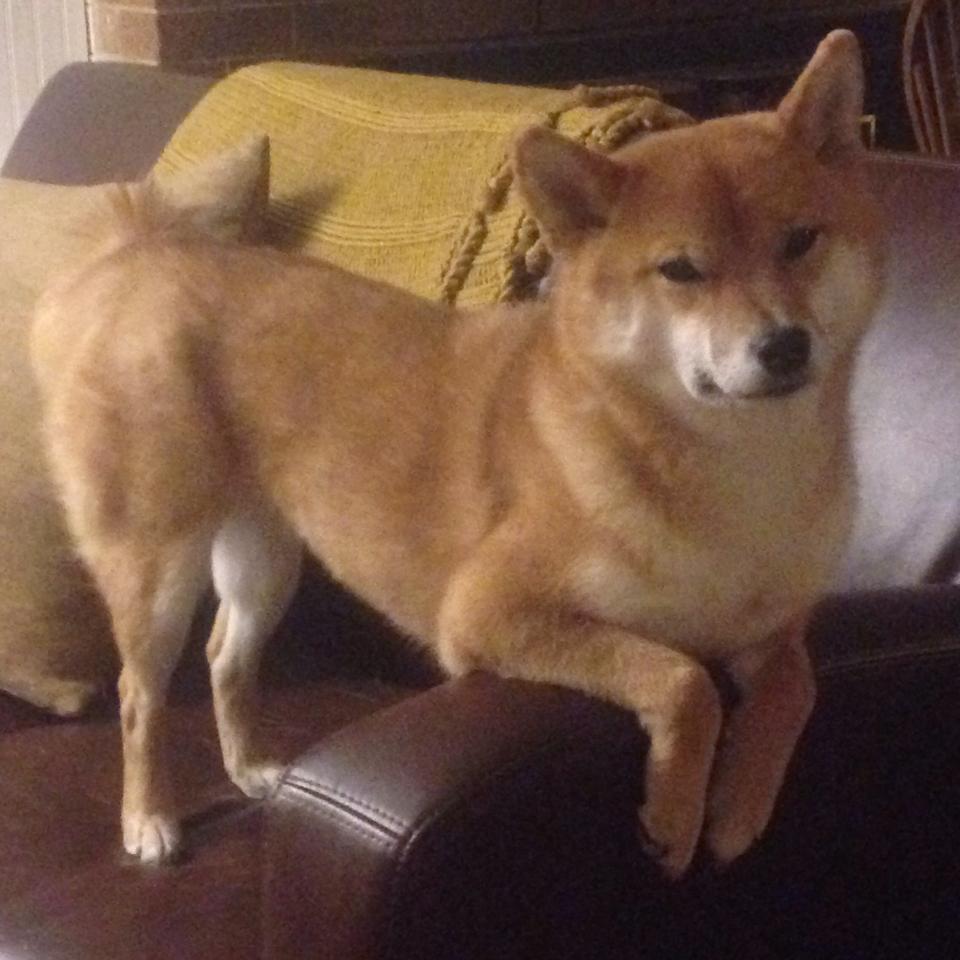 世俱杯-突尼斯强势晋级，阿坎吉点燃赛场，一场足球史诗的胜利与荣光